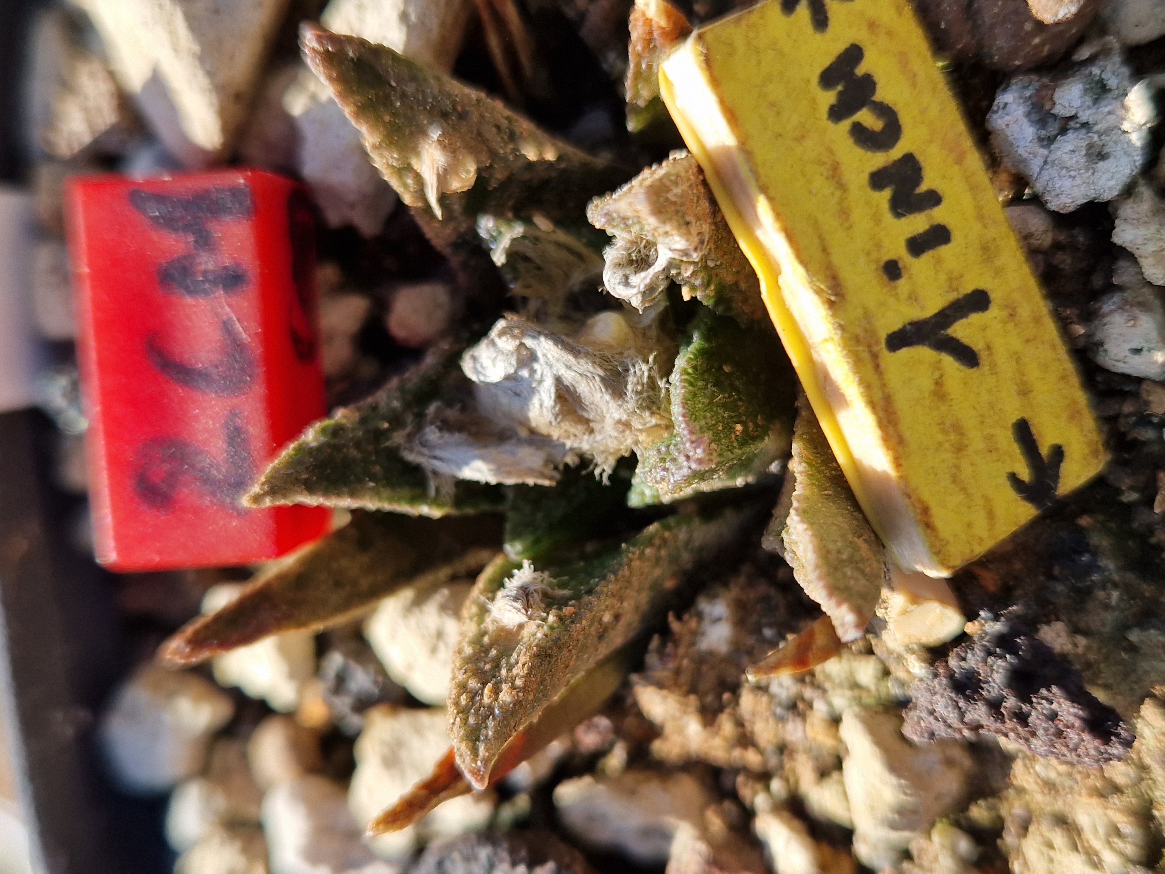 Ariocarpus <br>bravoanus