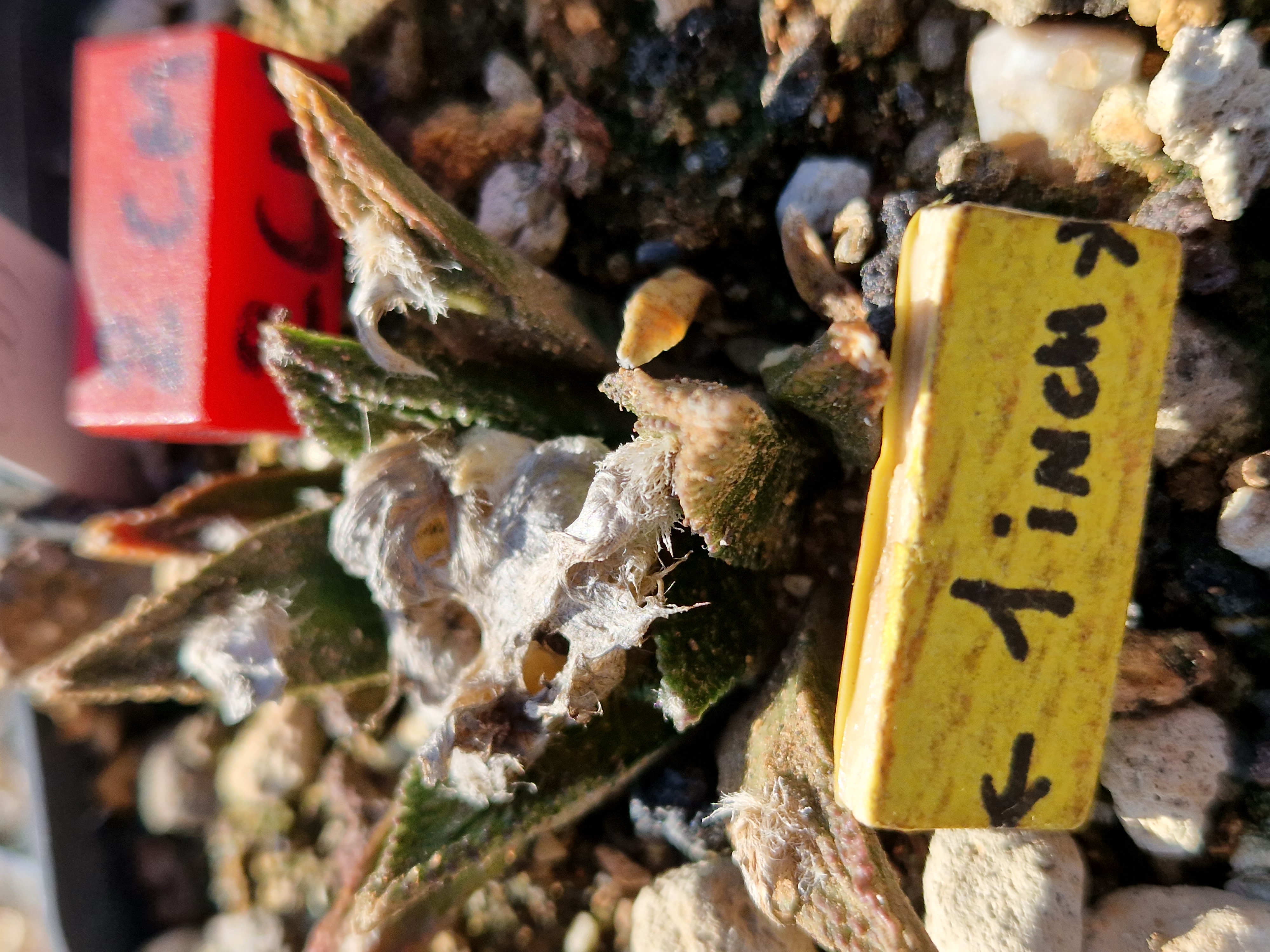 Ariocarpus <br>bravoanus