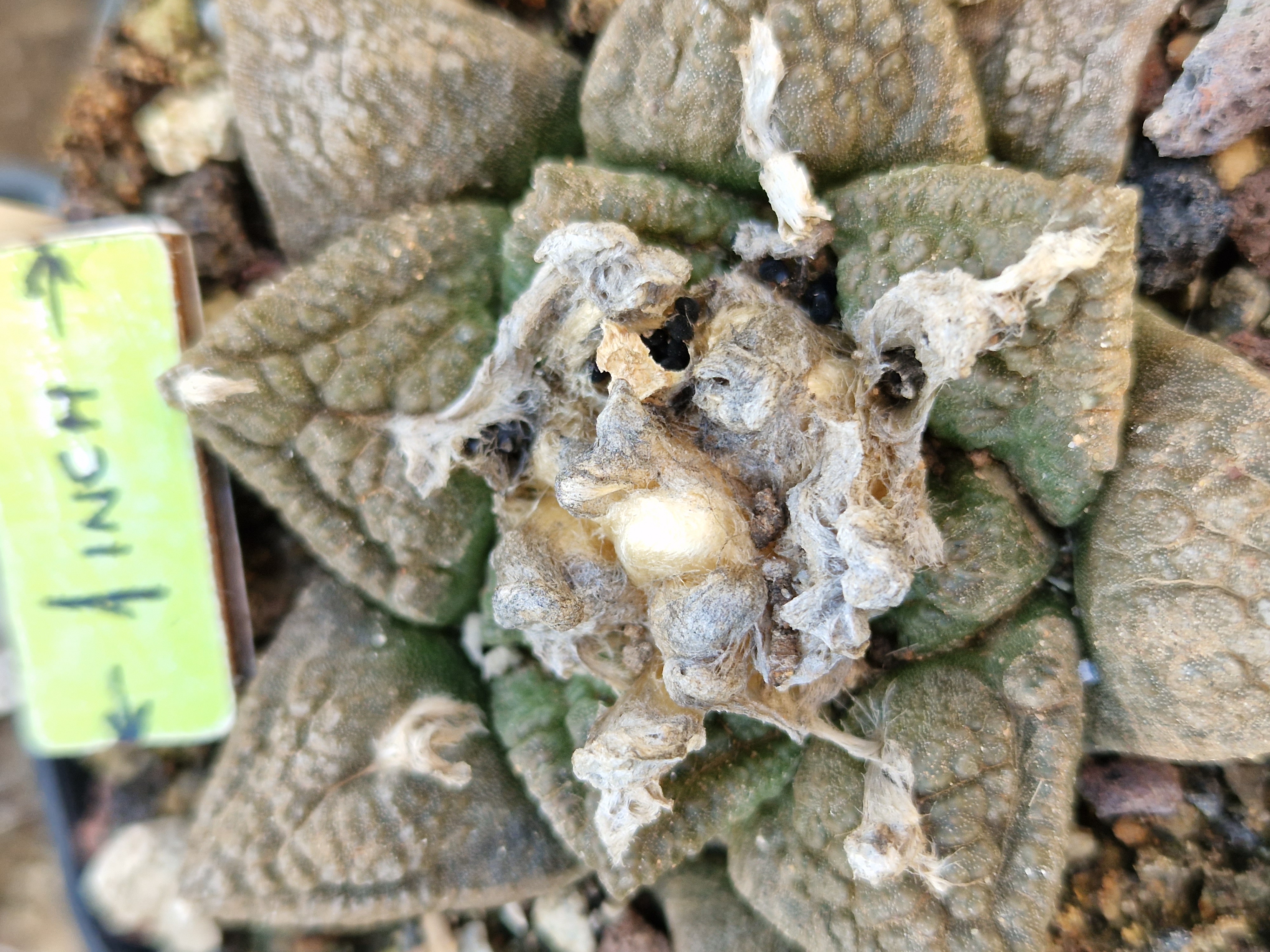 Ariocarpus <br>fissuratus fma