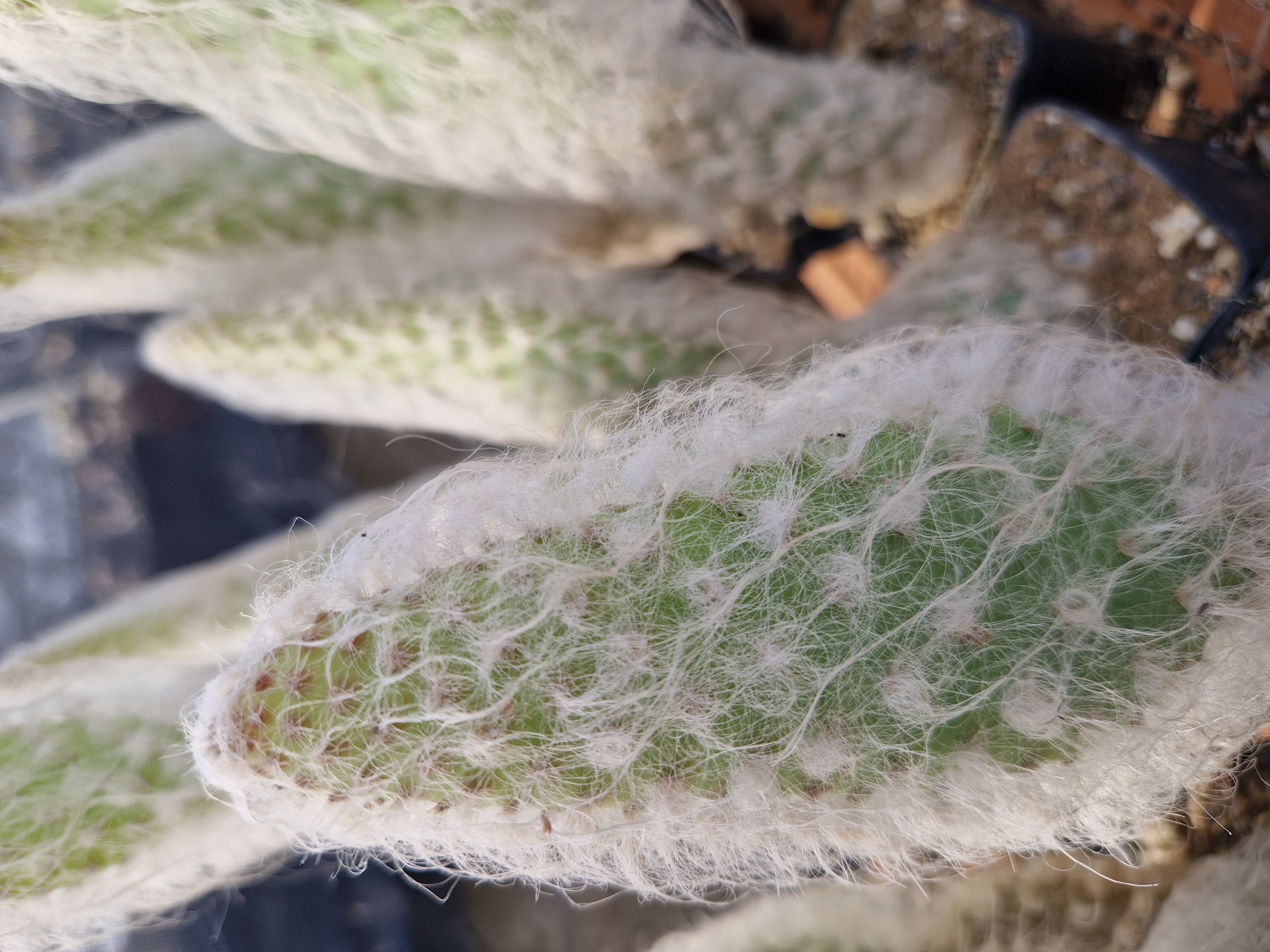 Opuntia orbiculata