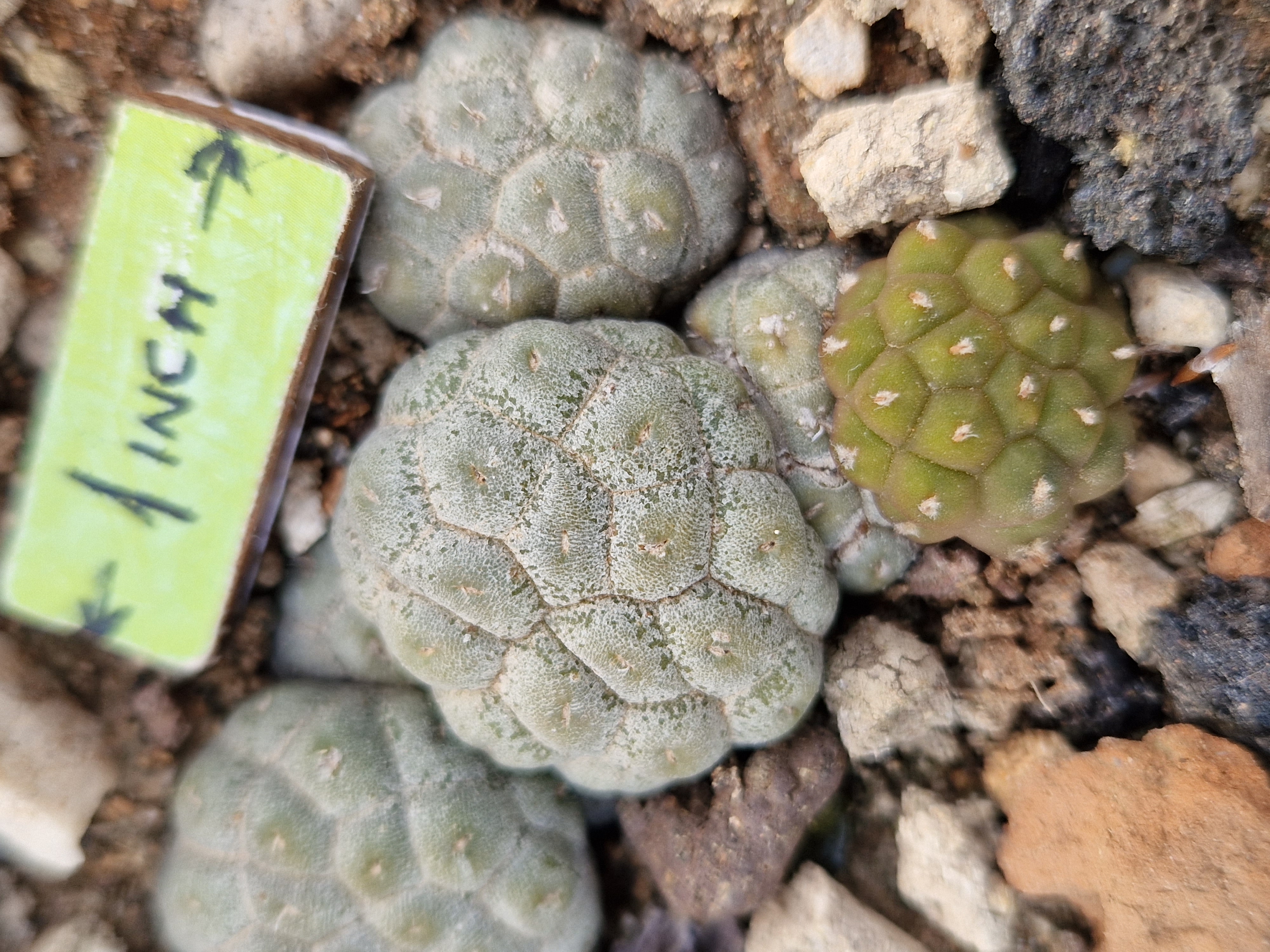 Puna bonnieae 