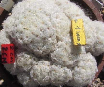 Mammillaria plumusa