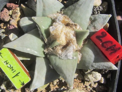 Astrophytum retusus