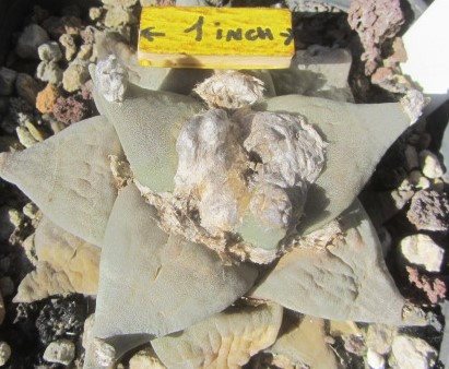 Ariocarpus <br>retusus furfuraces