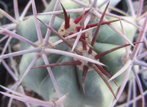 Echinocactus <br>cv parry x horizonth