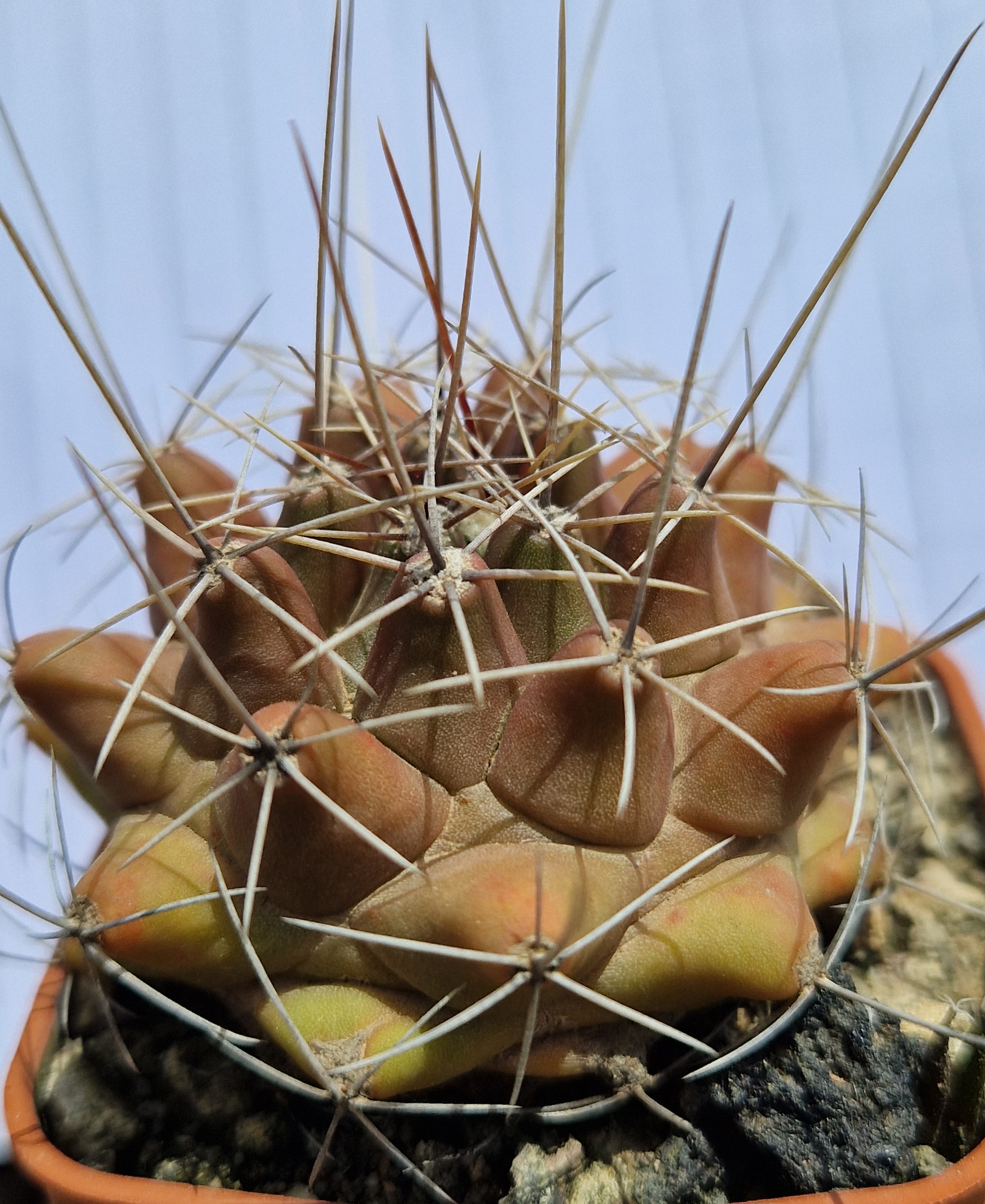 Thelocactus <br>matudae