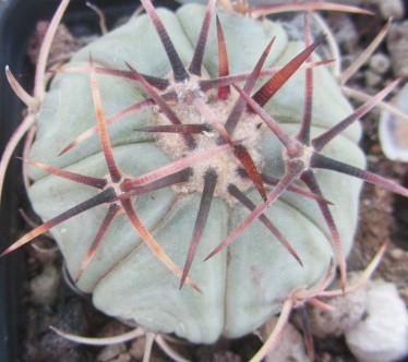 Echinocactus <br>horizonthalonius