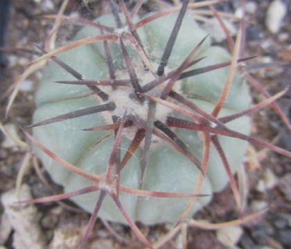 Echinocactus horizonthalonius