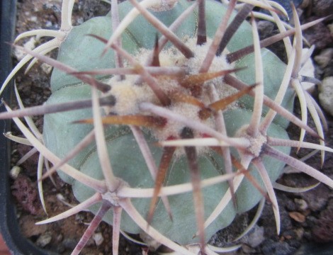Echinocactus horizonthalonius