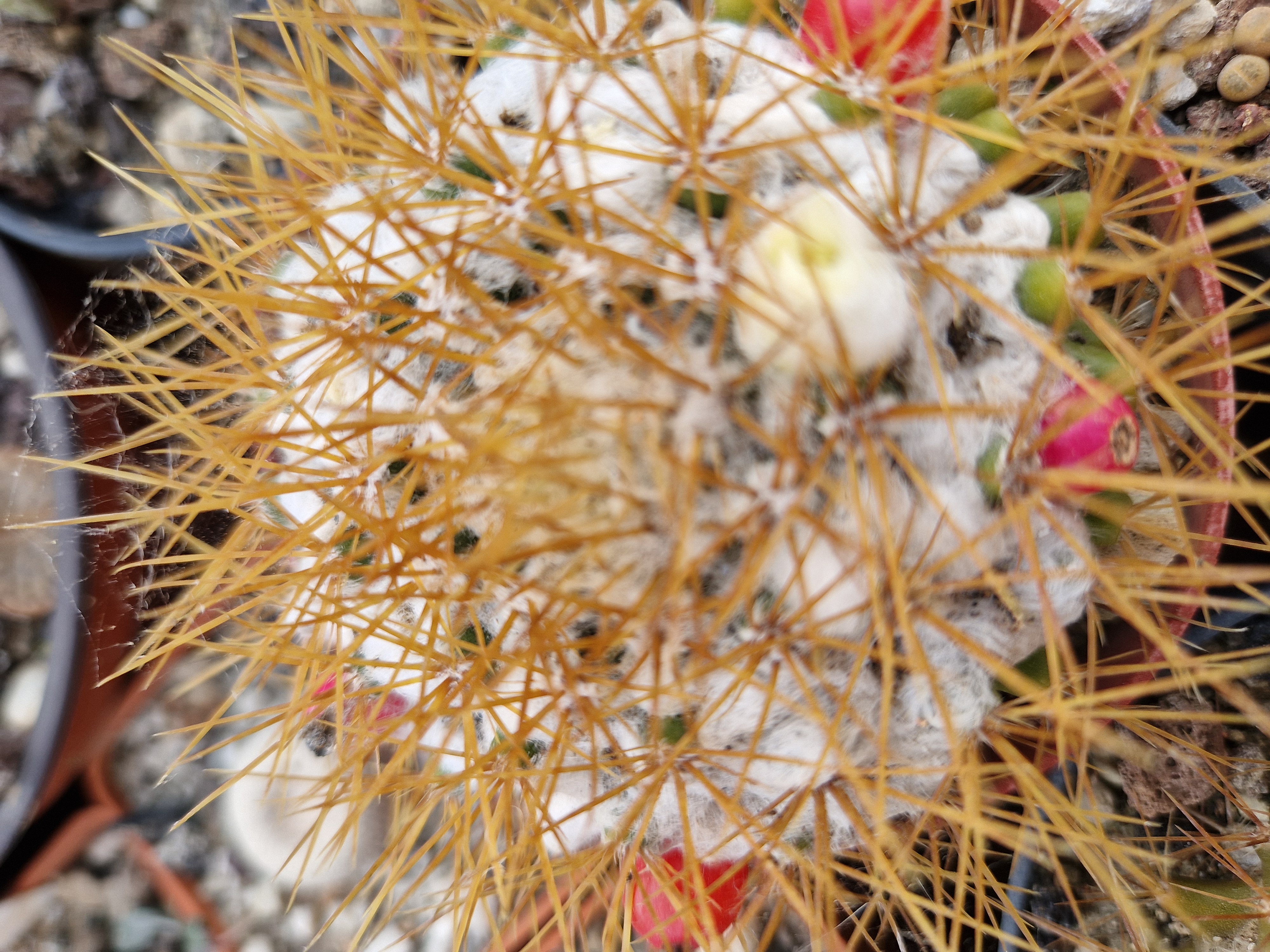 Mammillaria nivosa