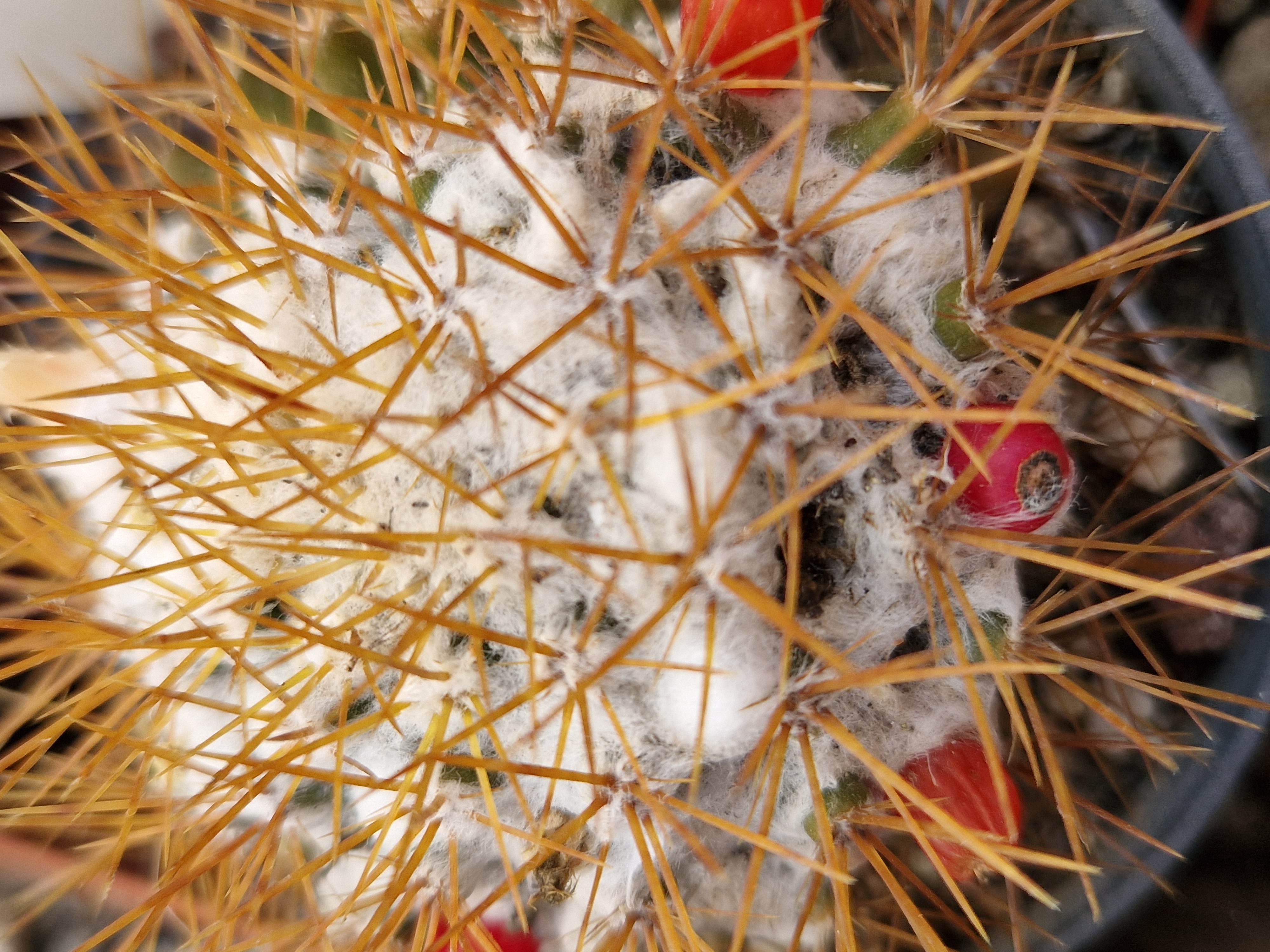 Mammillaria nivosa