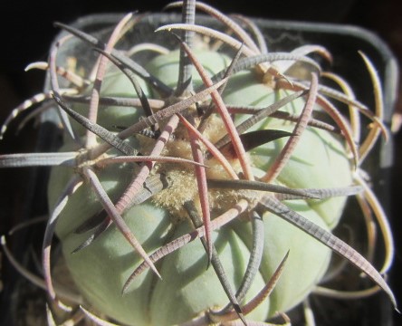 Echinocactus horizonthalonius