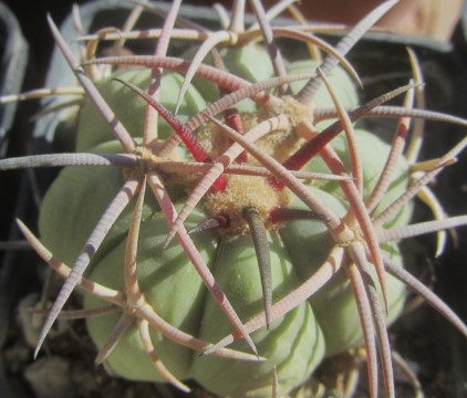 Echinocactus horizonthalonius