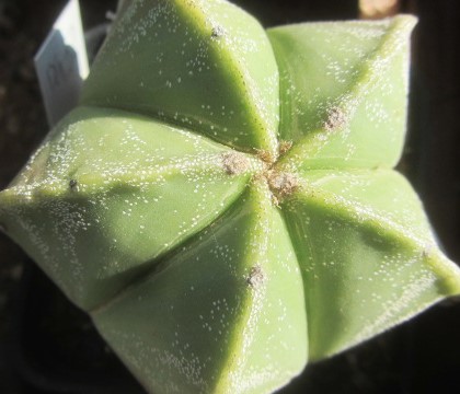 Astrophytum <br>myriostigma nudum form