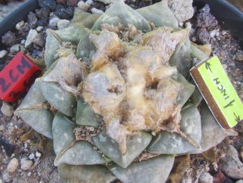 Ariocarpus cv hybrid f2 lloydii x furf