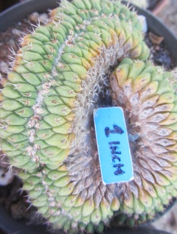 Mammillaria compressa