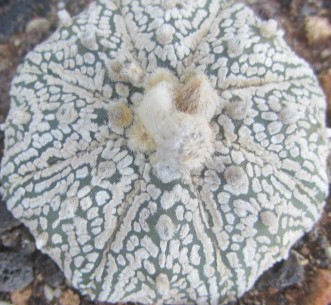 Astrophytum asterias kabuto