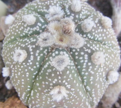 Astrophytum <br>asterias