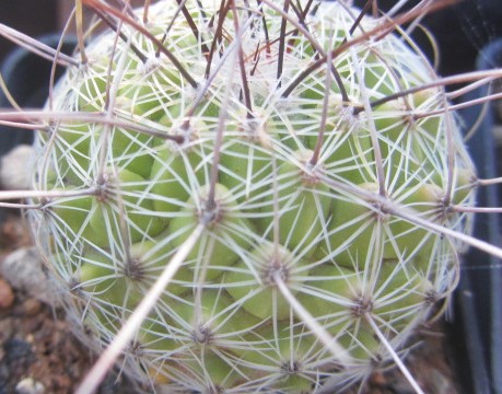 Thelocactus <br>conothelos 