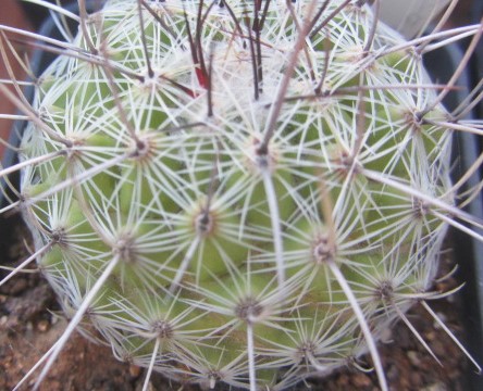 Thelocactus conothelos 
