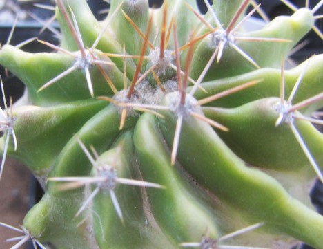Ferocactus echidne