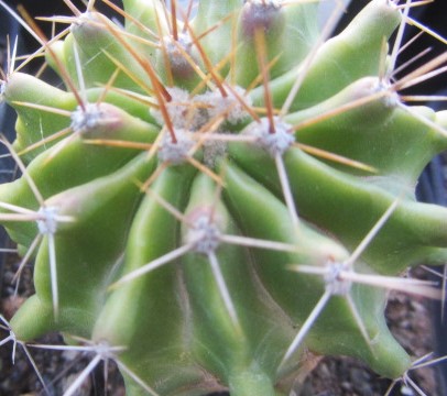 Ferocactus echidne