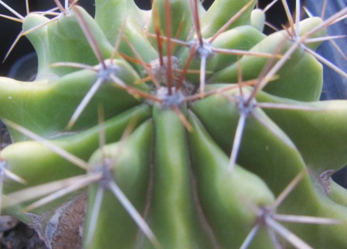 Ferocactus echidne