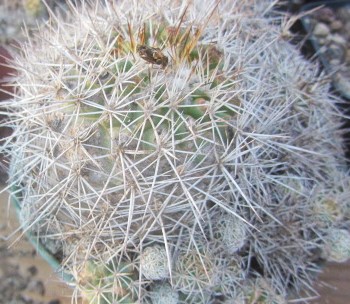 Turbinicarpus horripilus