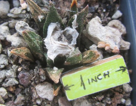 Ariocarpus <br>bravoanus