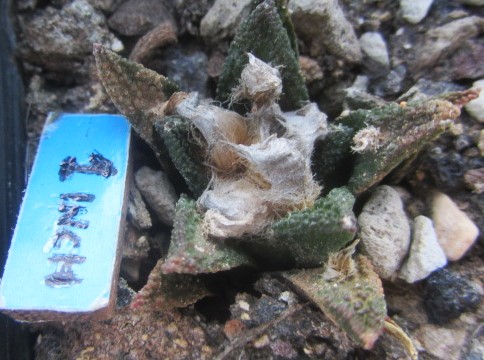 Ariocarpus <br>bravoanus