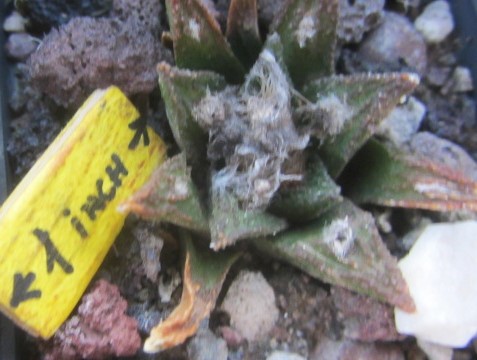 Ariocarpus bravoanus