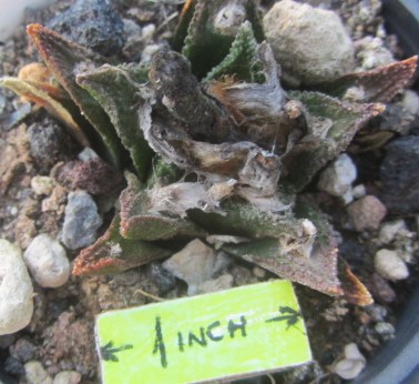 Ariocarpus <br>bravoanus