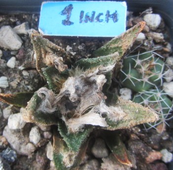 Ariocarpus <br>bravoanus