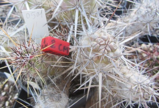 Echinocereus brandegei