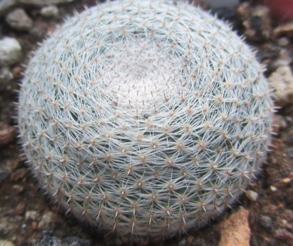 Mammillaria microthele