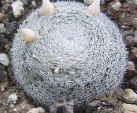 Mammillaria <br>microthele