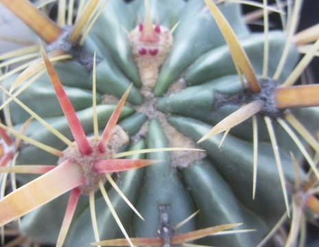 Ferocactus latispinus