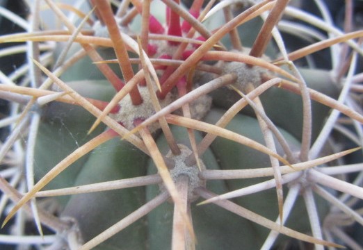 Ferocactus digueti carmenensis ibrido