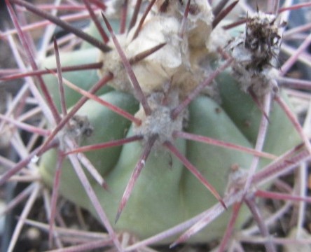 Echinocactus <br>cv parry x horizonth