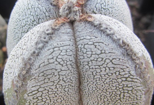 Astrophytum myriostigma cv onzuka