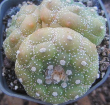 Astrophytum asterias kikko turtle