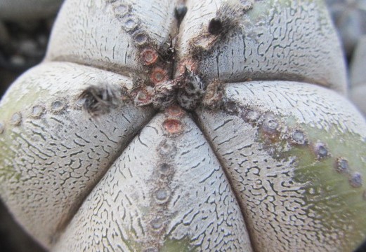 Astrophytum myriostigma cv onzuka