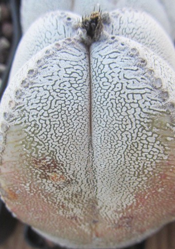 Astrophytum myriostigma cv onzuka