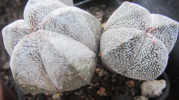 Astrophytum myriostigma cv onzuka