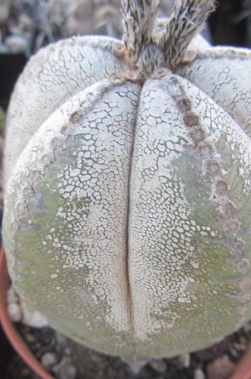 Astrophytum myriostigma cv onzuka
