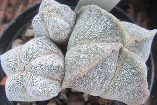 Astrophytum myriostigma cv