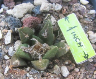 Ariocarpus f2 fissuratus x agavoides