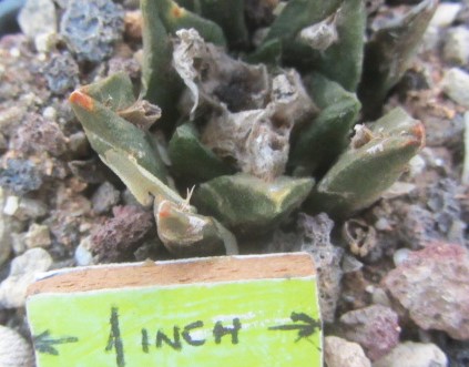 Ariocarpus f2 fissuratus x agavoides