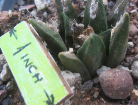 Ariocarpus <br>agavoides cv f2