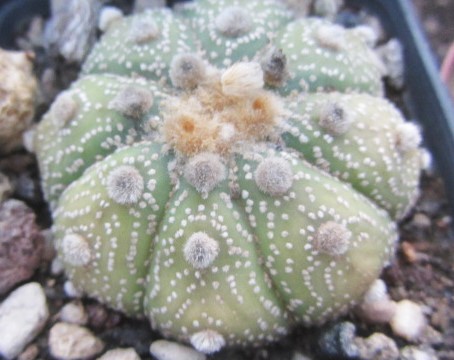 Astrophytum asterias